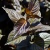 Tuxedo Weigela #3 - Image 2